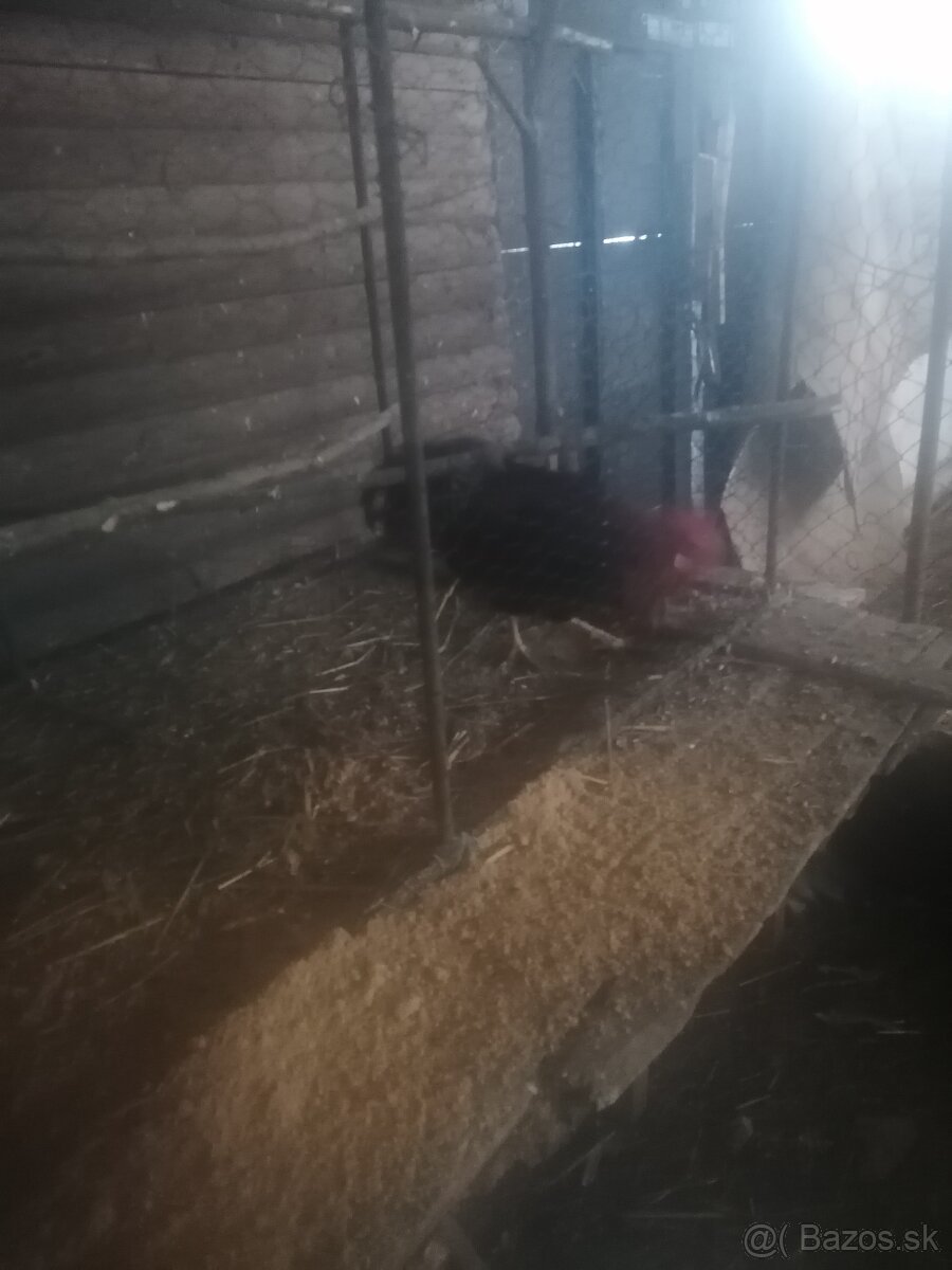 Maranska medenokrka - 3