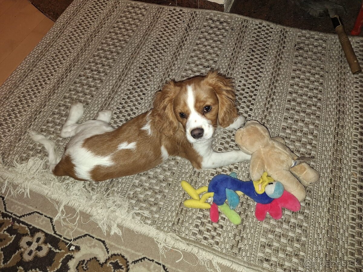 Cavalier King španiel - 3