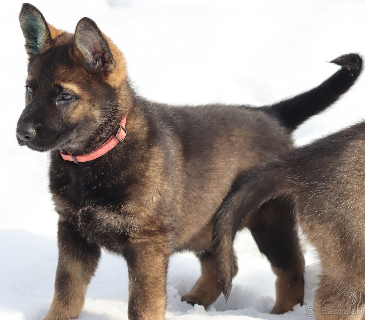 Německý ovčák s PP - 3