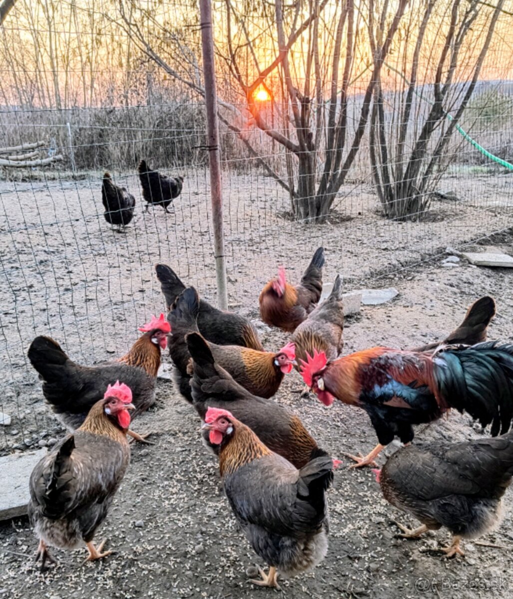 NV vlaška jarabicia - 3