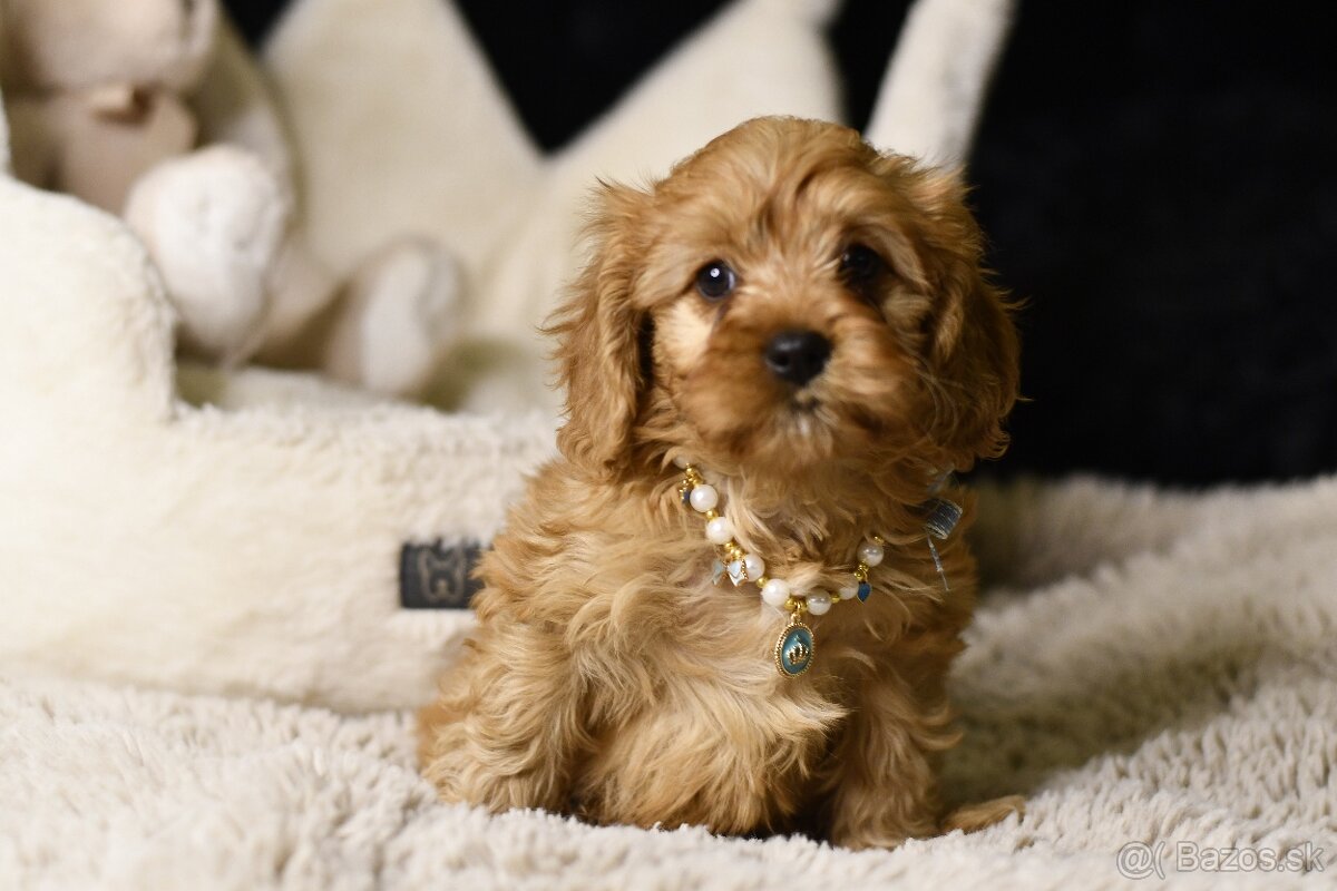 Cavapoo F1 psík hľadá milujúci domov - 3