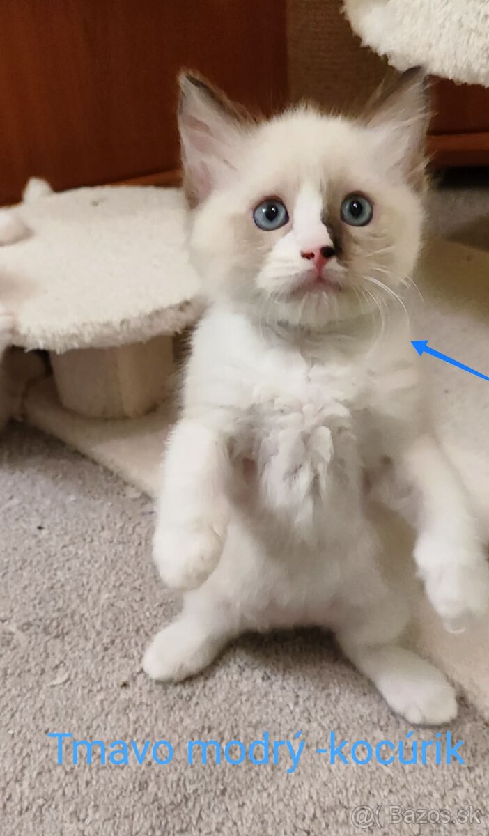 Ragdoll mačička bez pp - 3