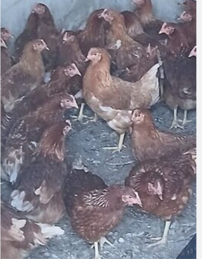 Predám mladé 19tyždnove nosnice - 3