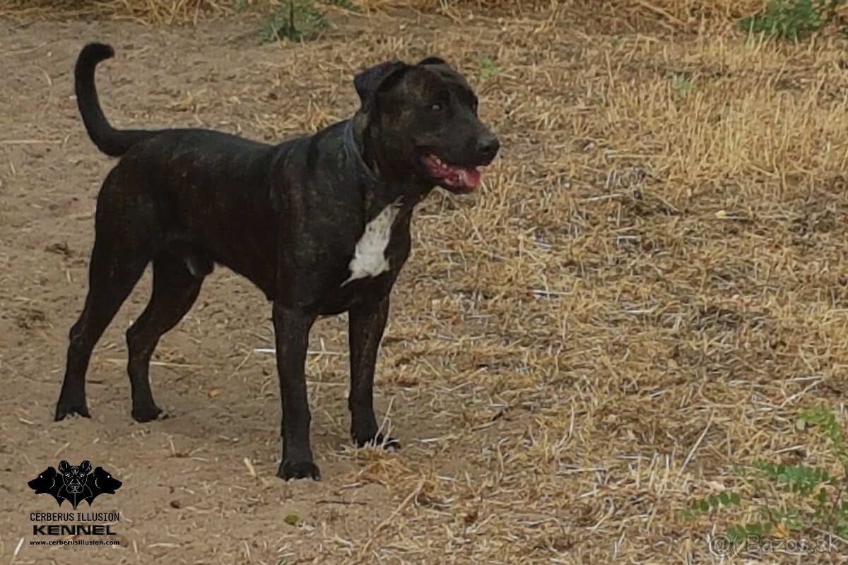 Cimarron Uruguayo s PP – rezervácia šteniatok - 3