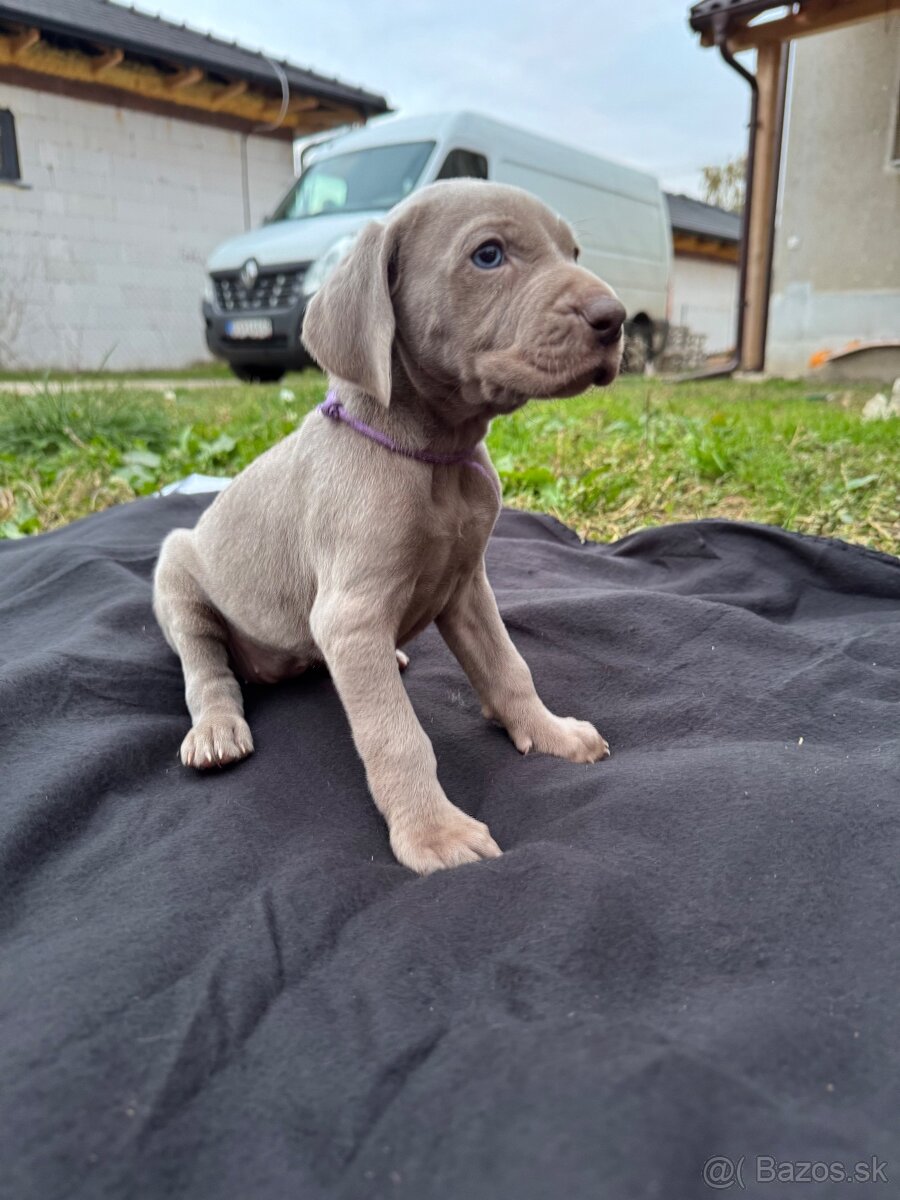 Weimarský stavač šteniatka - 3