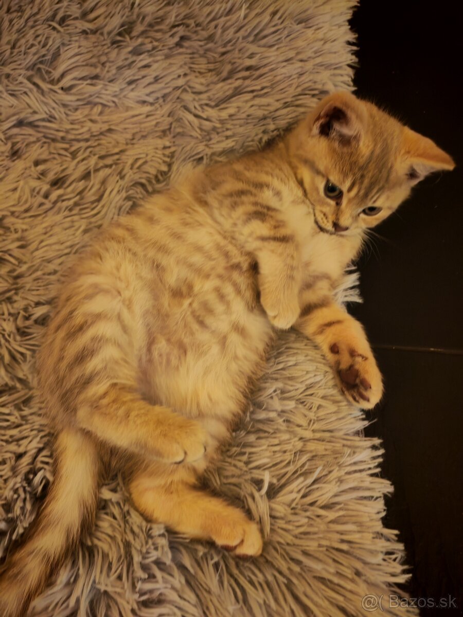 Britské mačiatka - 3