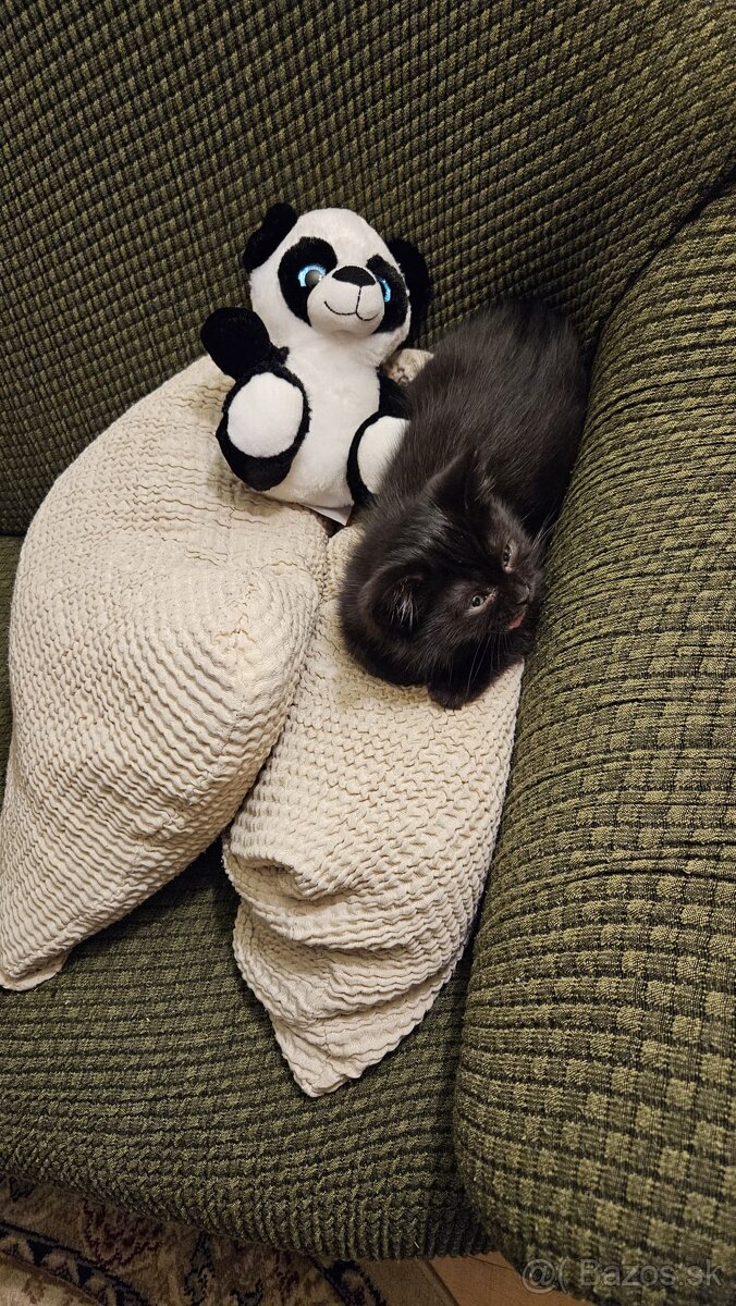 Britská mačka na predaj - 3