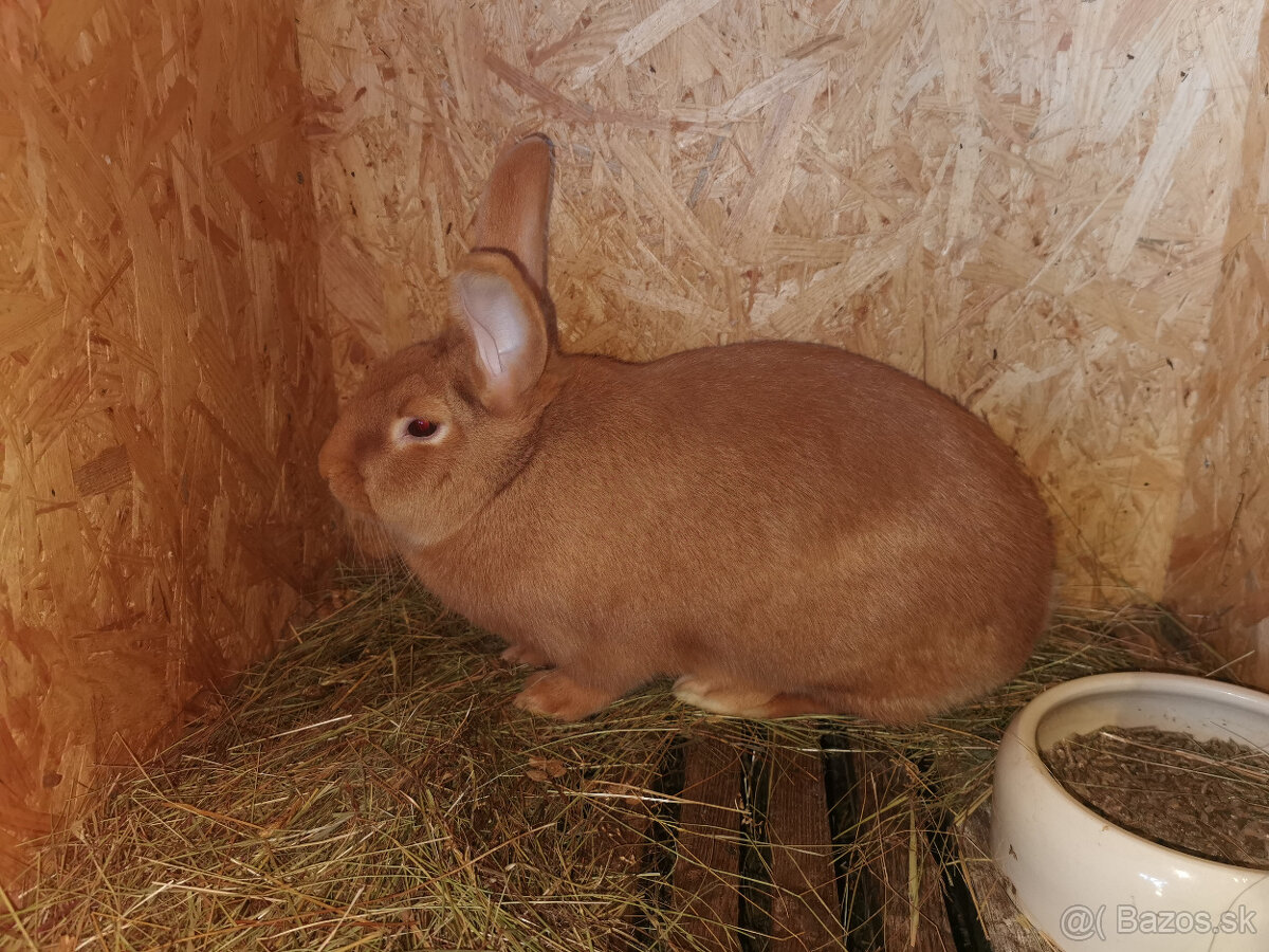 Burgundský králik - 3