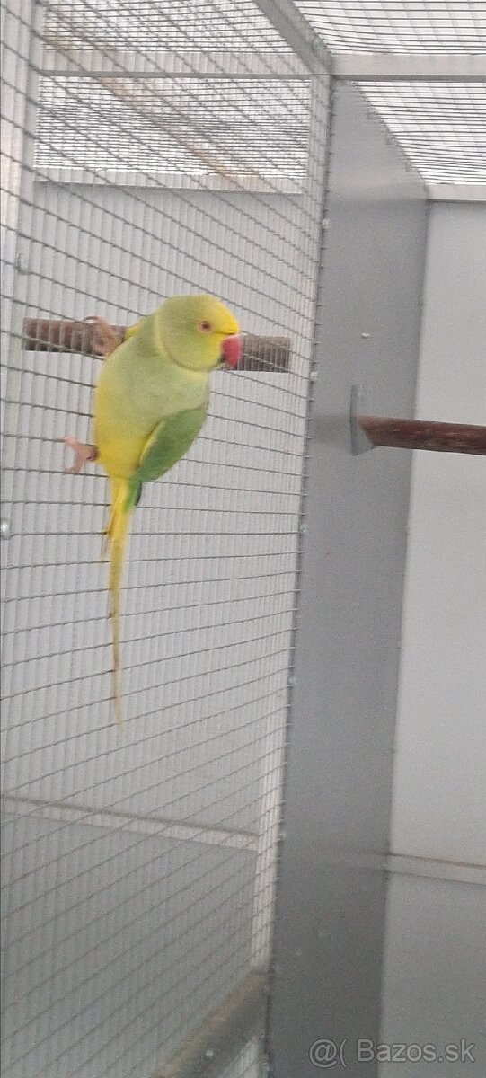 Alexander maly hch - 3