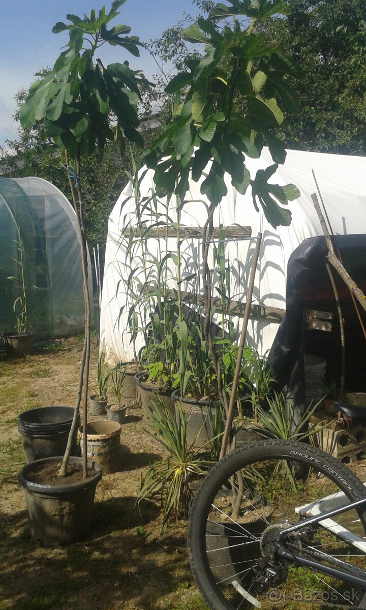 FIGOVNíKY RODIACE - 3