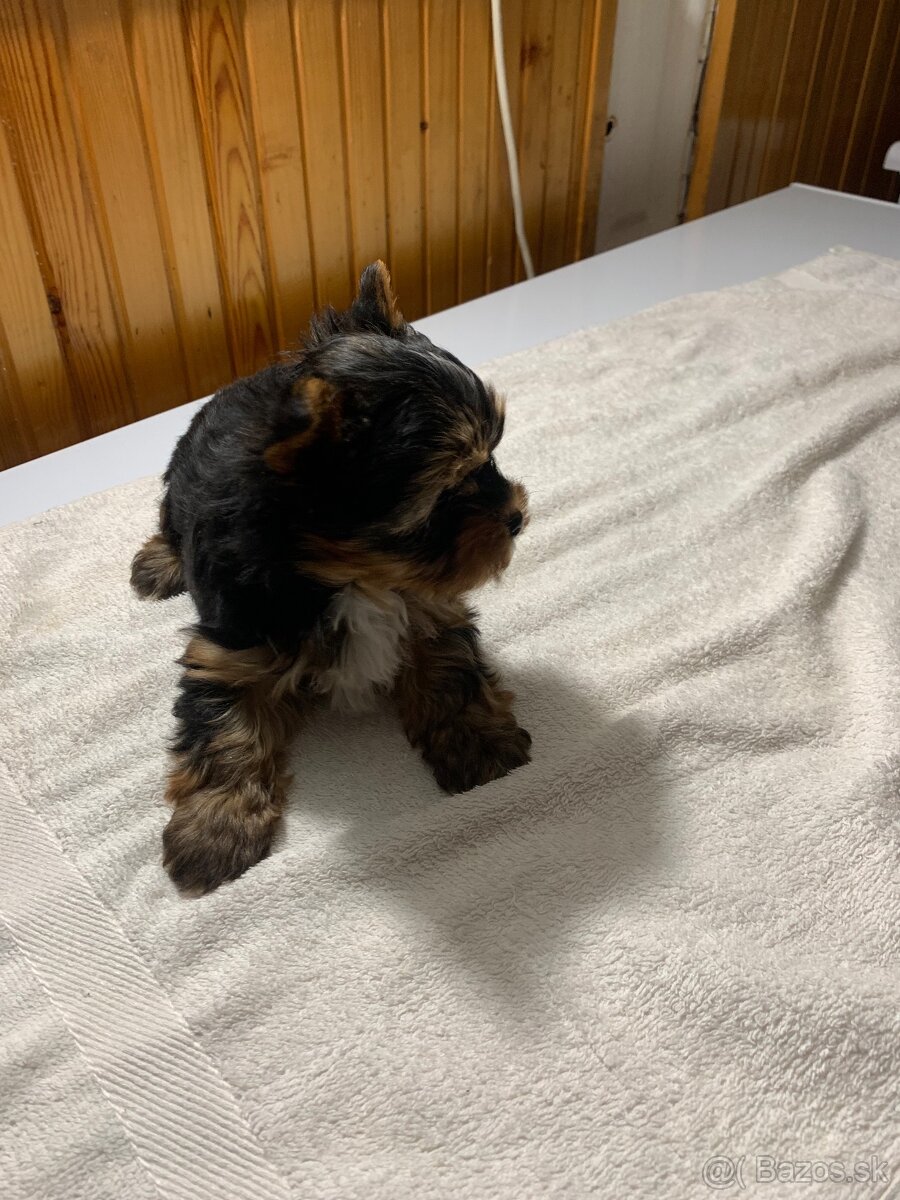 Yorkshirsky terier - 3