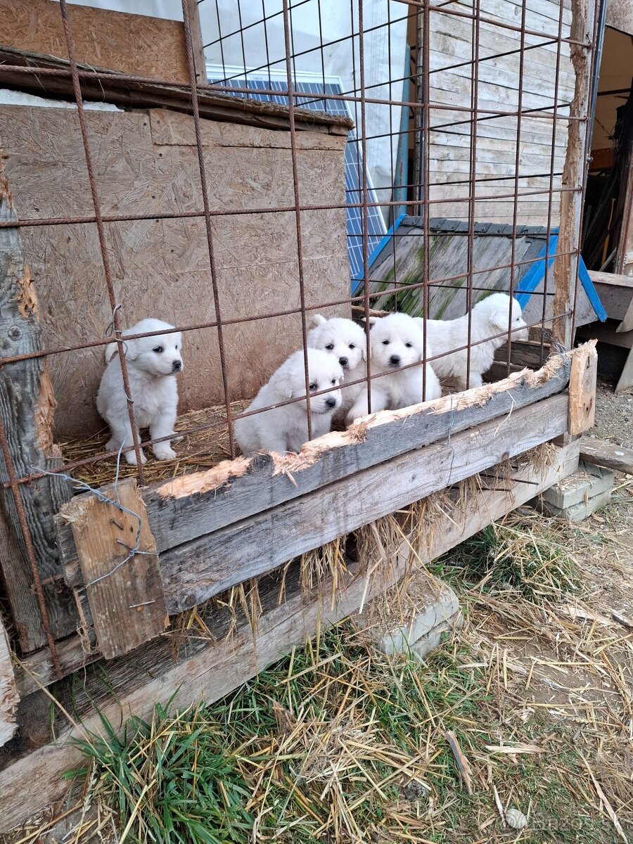 Slovenský čuvač - 3