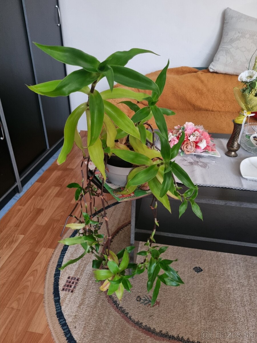 Kalísia voňavá - 3