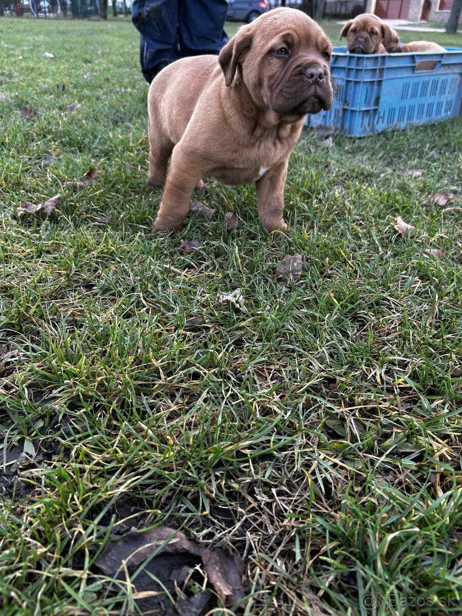Bordeauxka Doga - 3