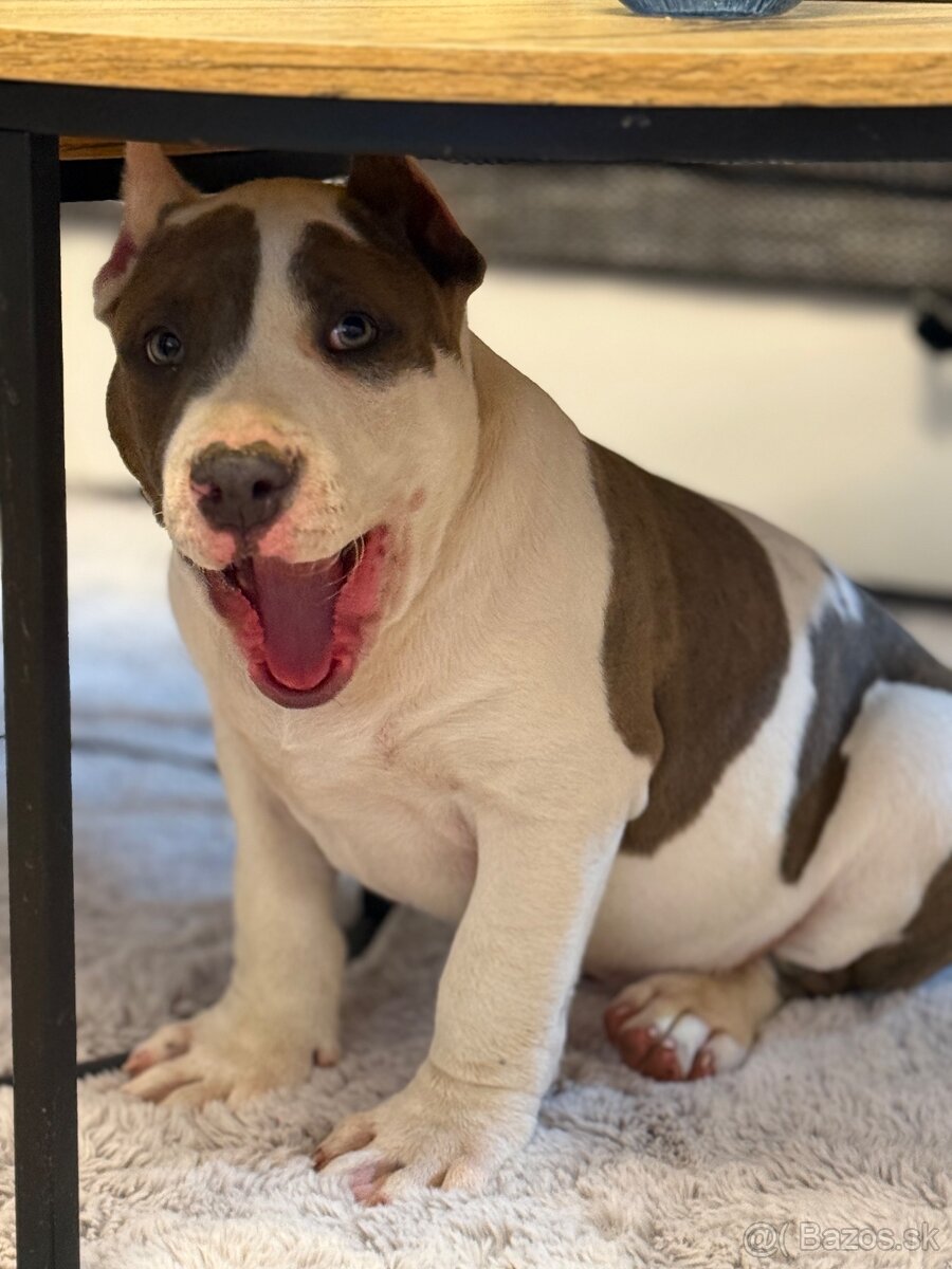 American Bully XL - 3