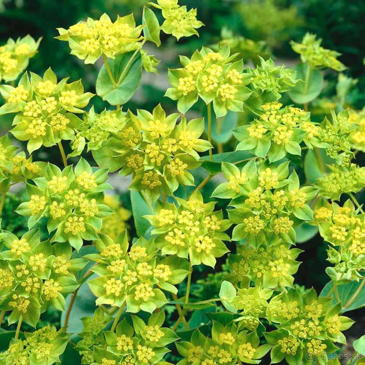 Buplerum rotundifolium - 3
