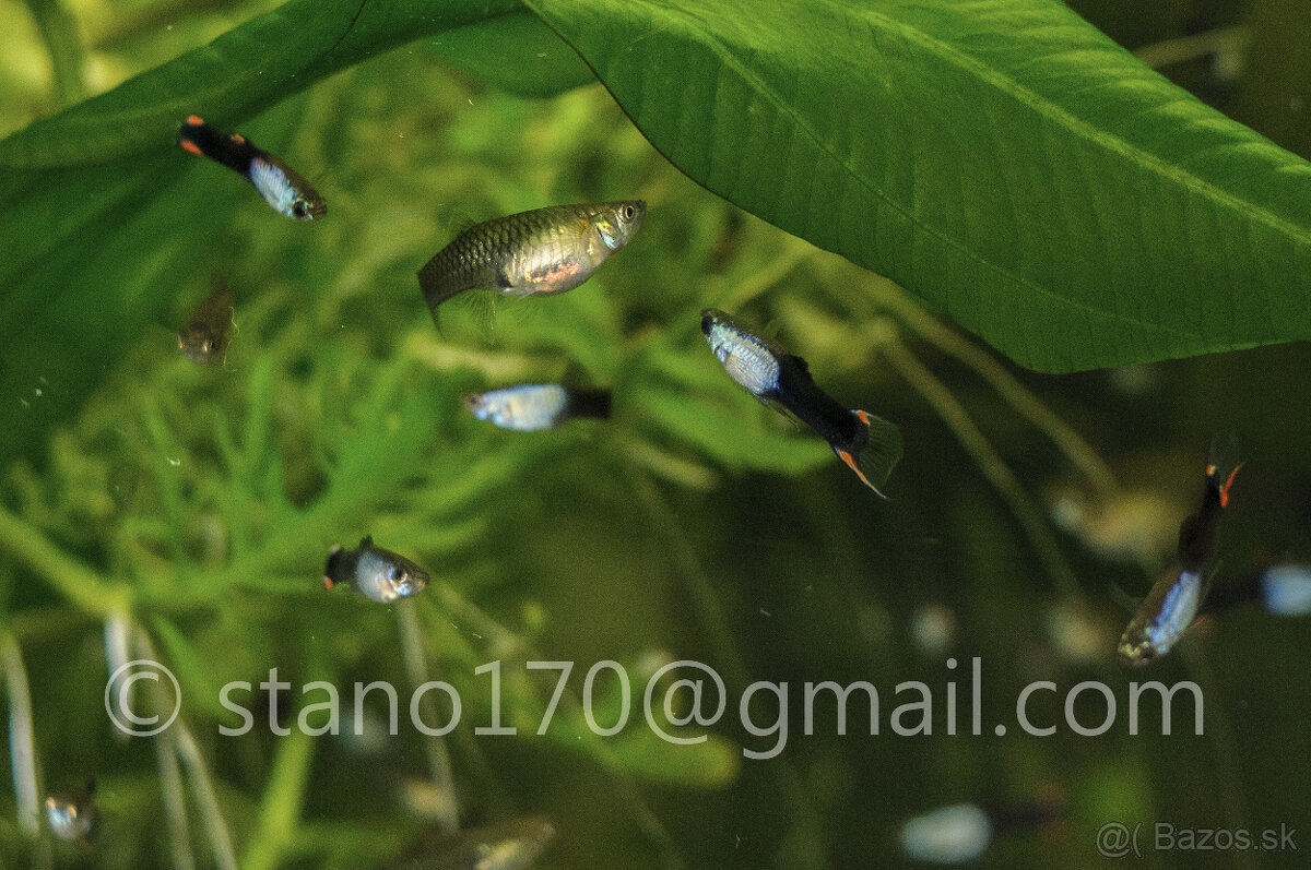 Poecilia wingei 'black silverado' - 3