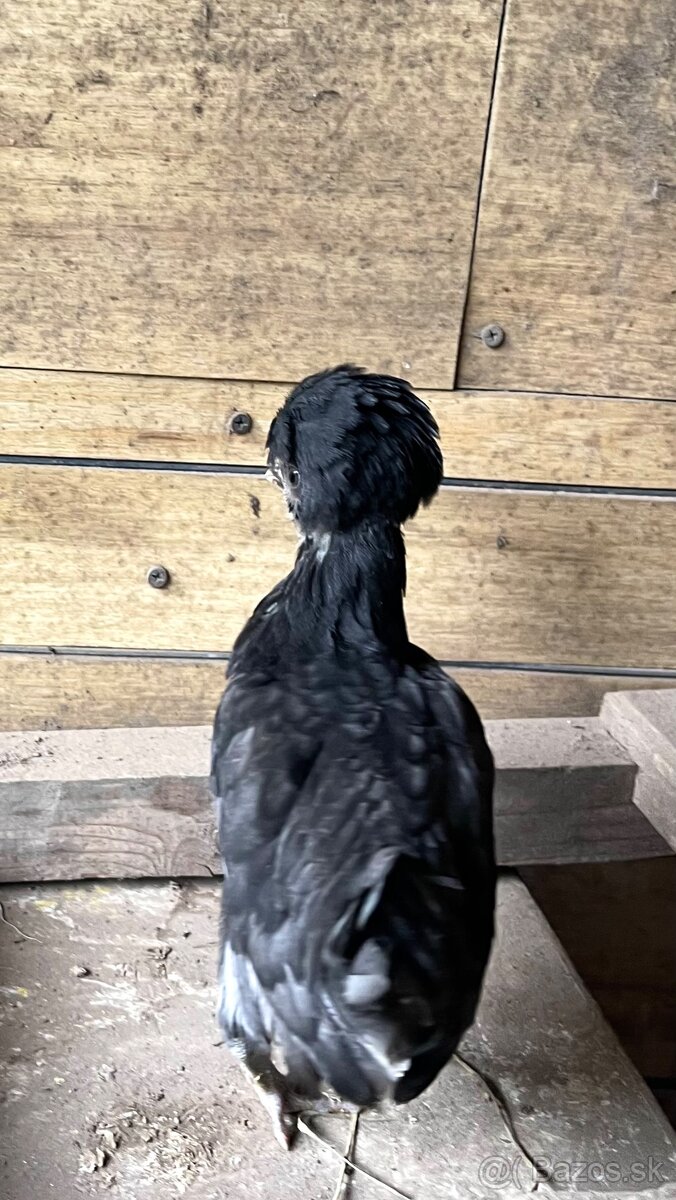 Okrasné sliepky a kohúty - 3