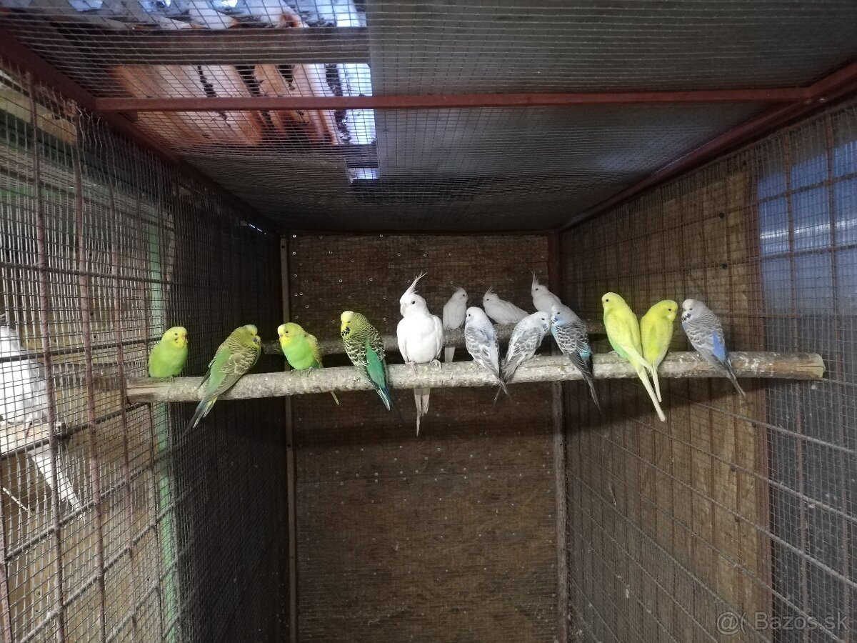 Andulky modré zelene - 3