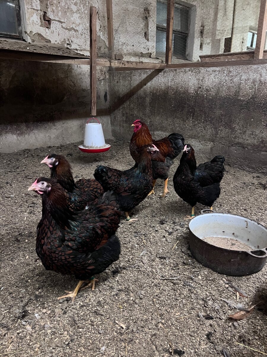 Násadové vajcia - 3