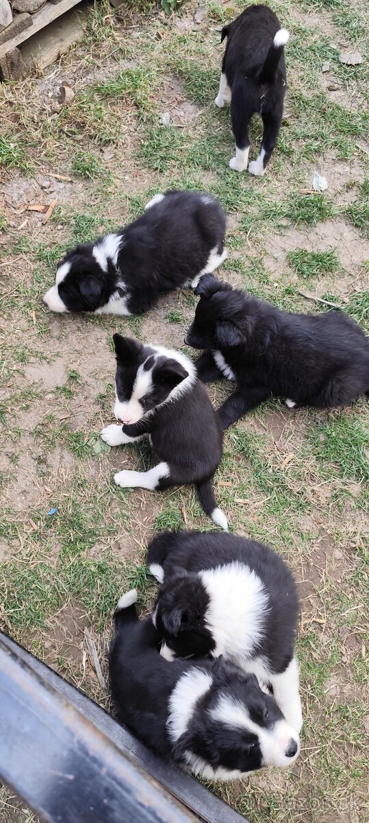 Predám šteňatá borderkolie - 3