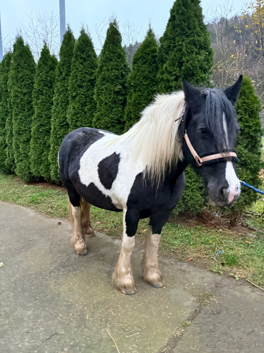 Írsky Cob žriebä (Freya) - 3