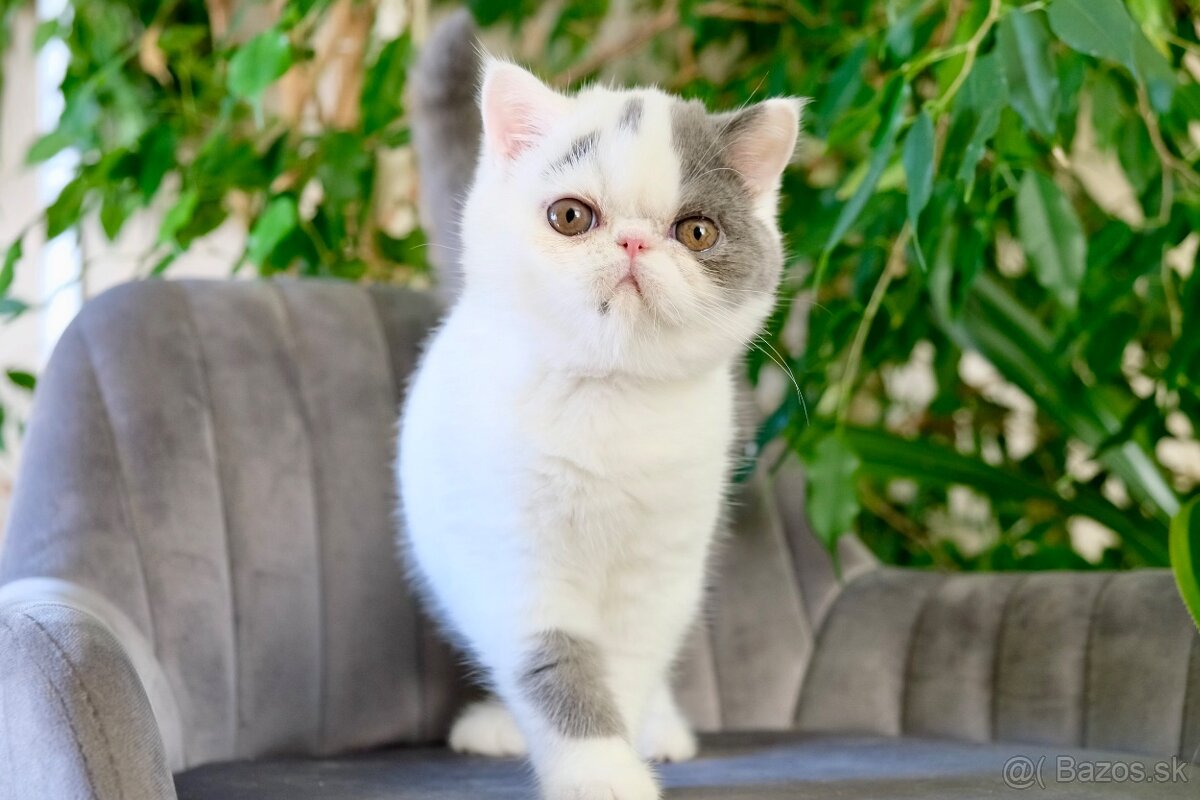 Exotické mačiatka s PP - 3