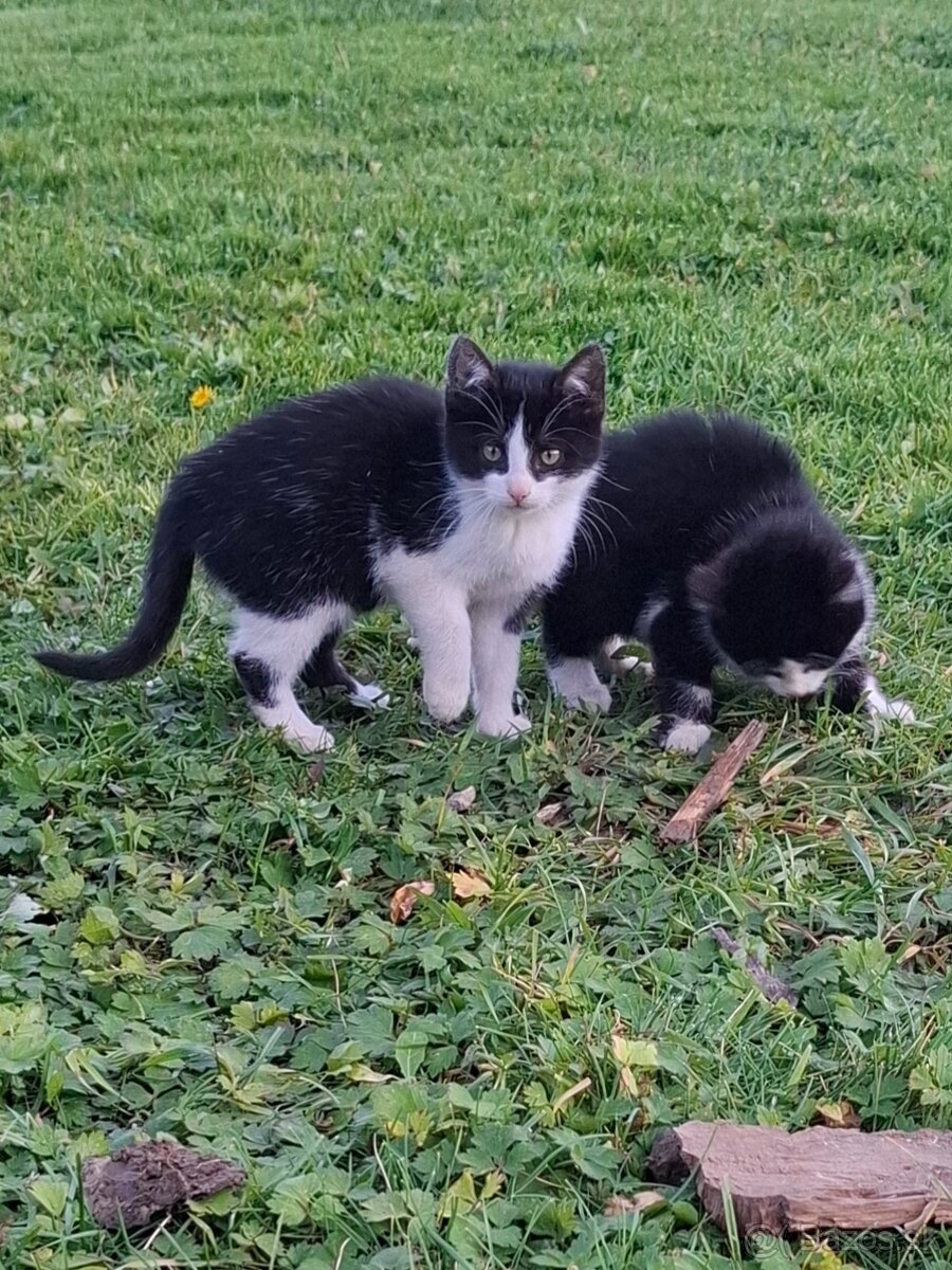 Darujem mačatka do dobrych ruk. - 3