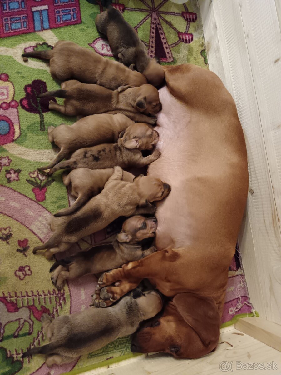 Šteniatka krátkosrtý jazvečík - 3