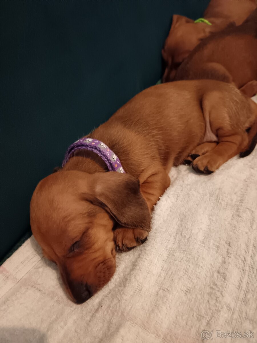 Šteniatka krátkosrtý jazvečík "štandard" - 3