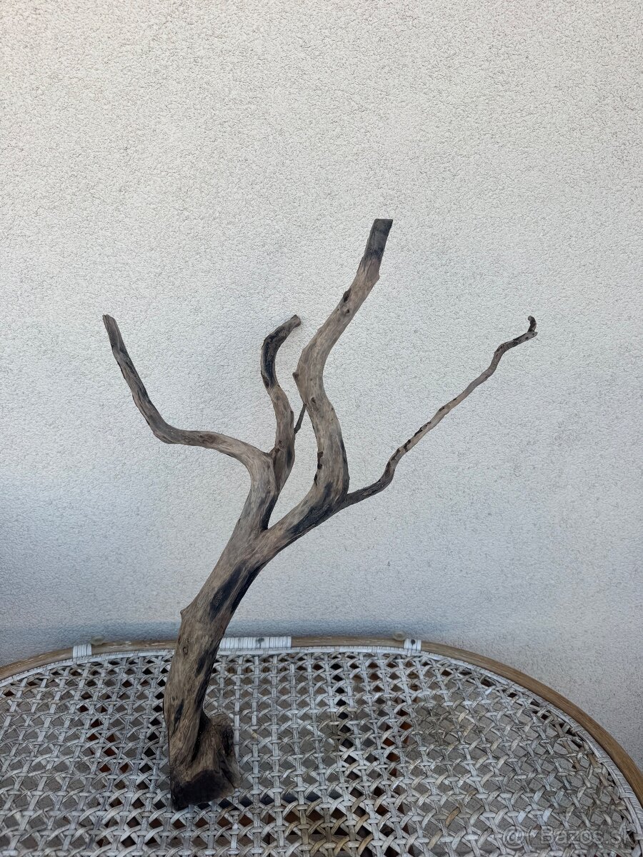 Akvarijne korene - 3