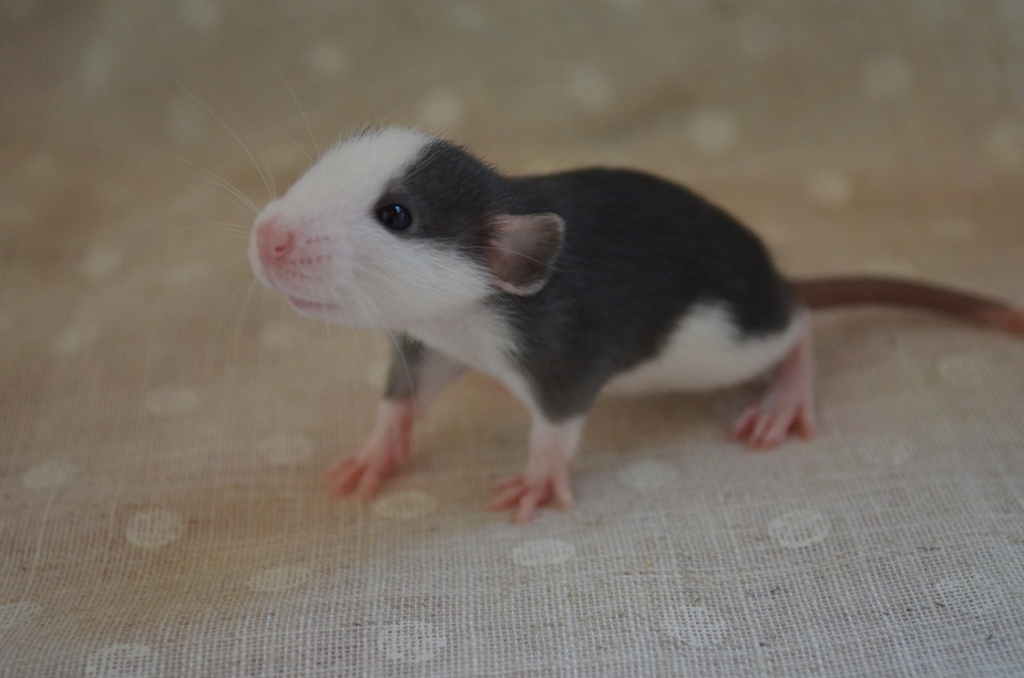 Potkaníky s rodokmeňom - rezervácie - 3