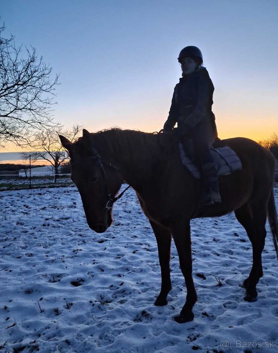 Valach-anglický plnokrvnik - 3