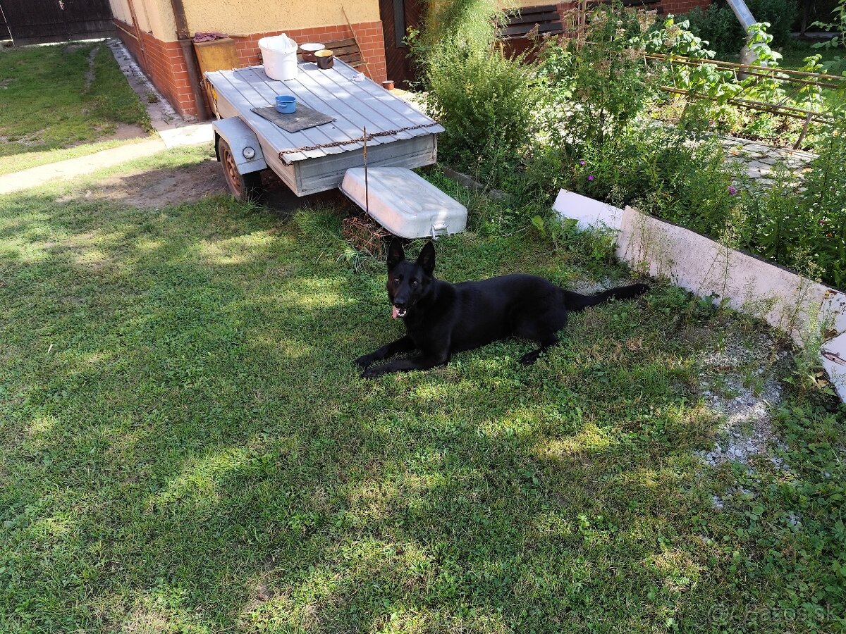 Predám fenu nemeckého ovčiaka - 3