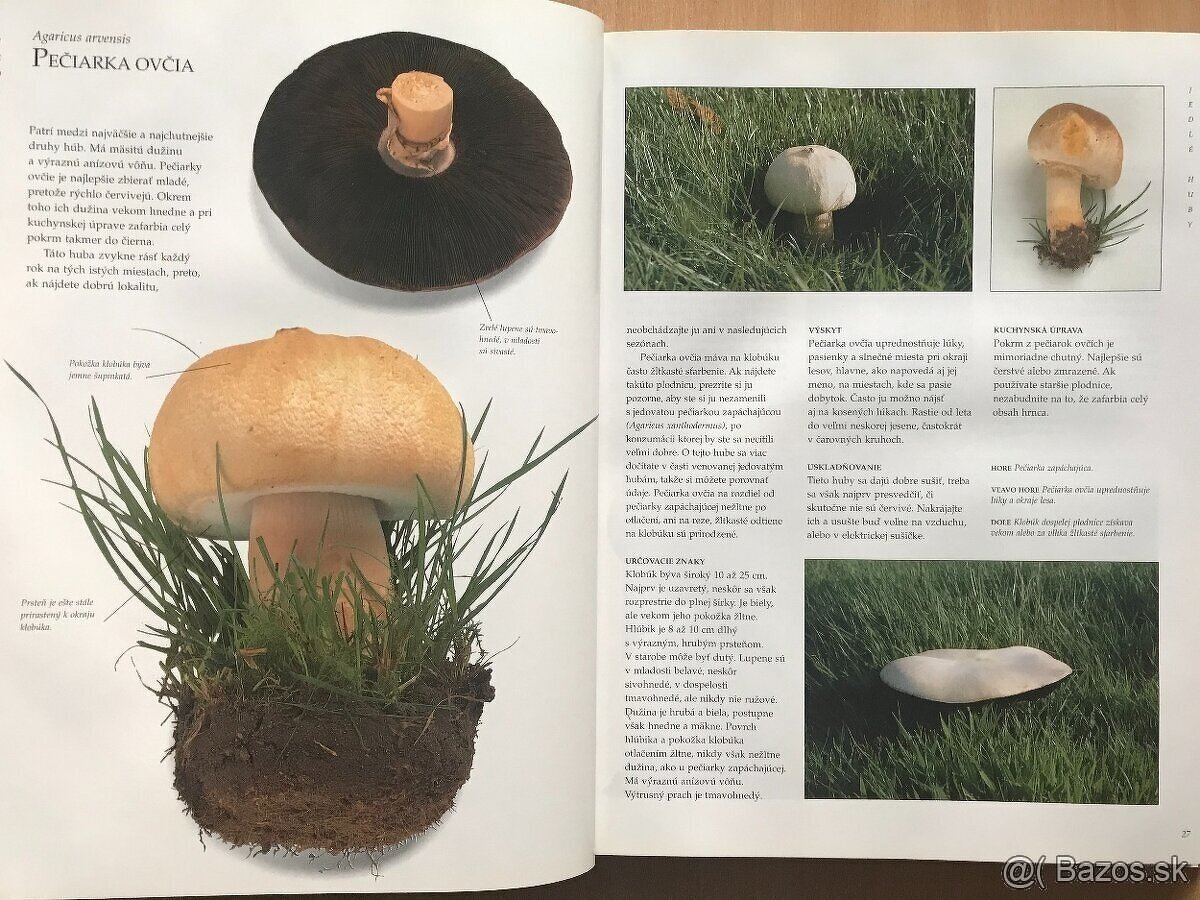 Peter Jordan: Veľká kniha o hubách - 3