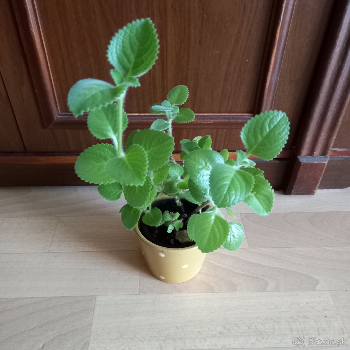 Ibištek sirsky a iné.. - 3