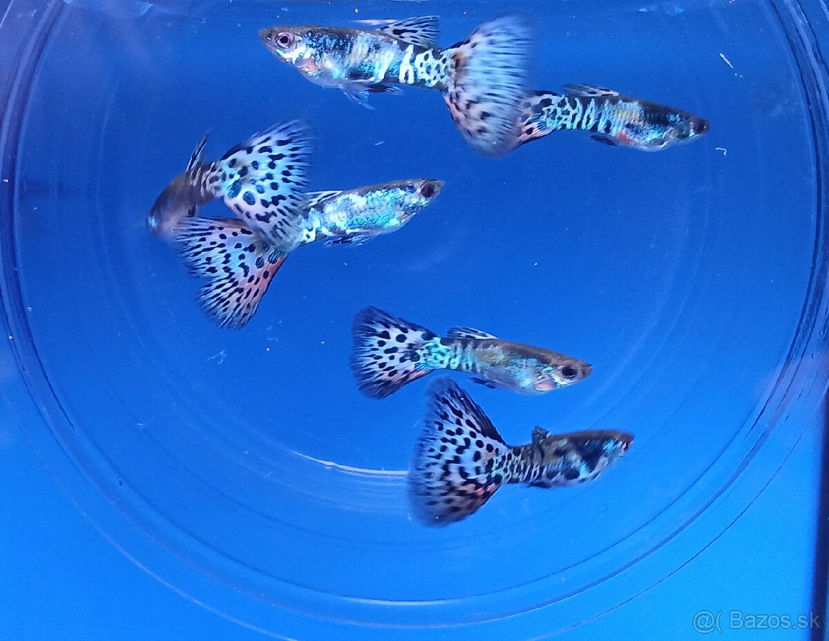 Gupky- Galaxy grass - 3