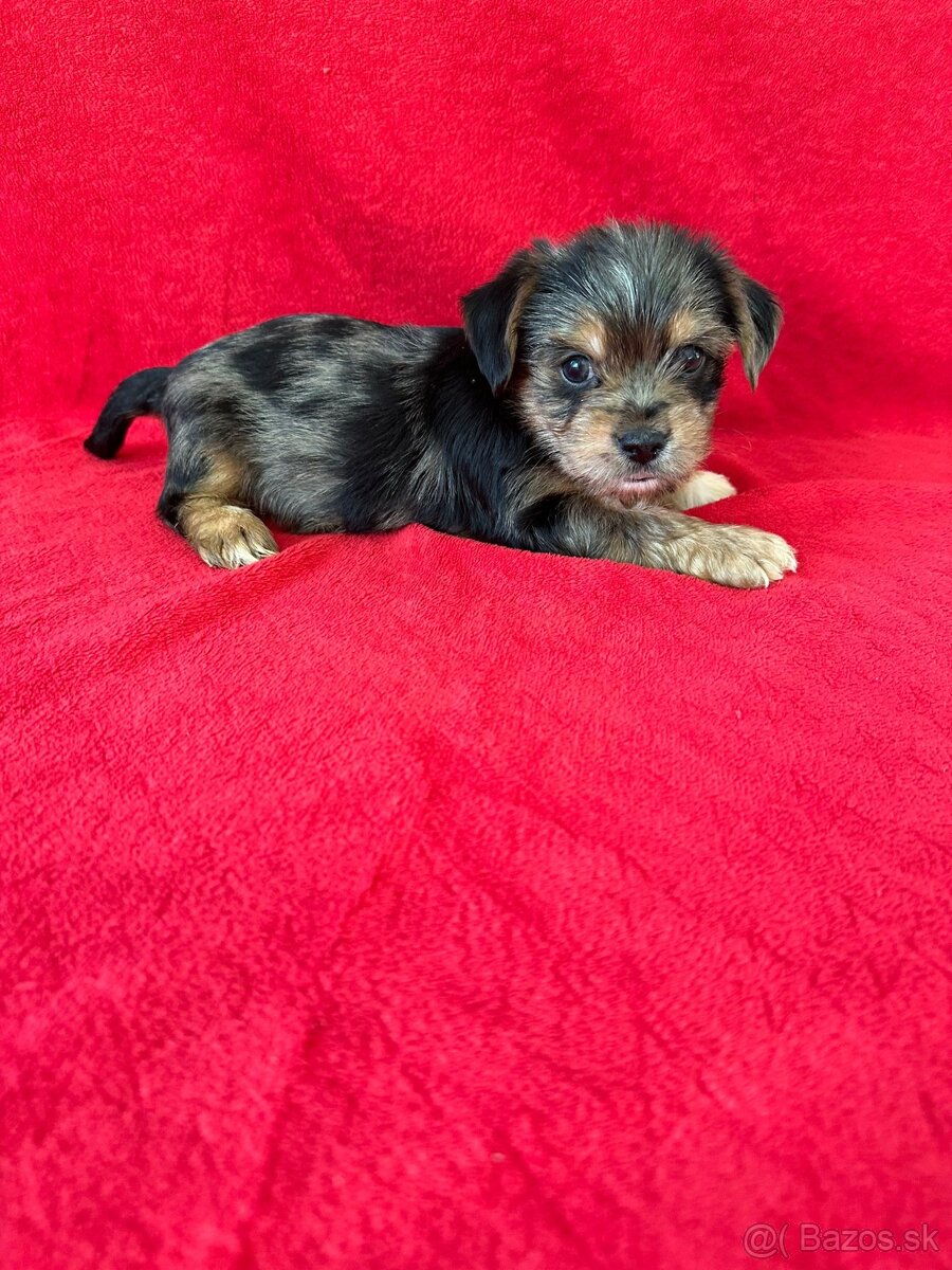 York, yorkshirsky terier - 3