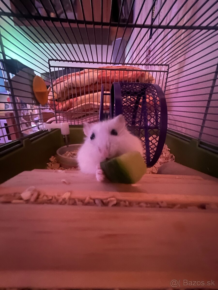 Skrecok mino/milanko - 3