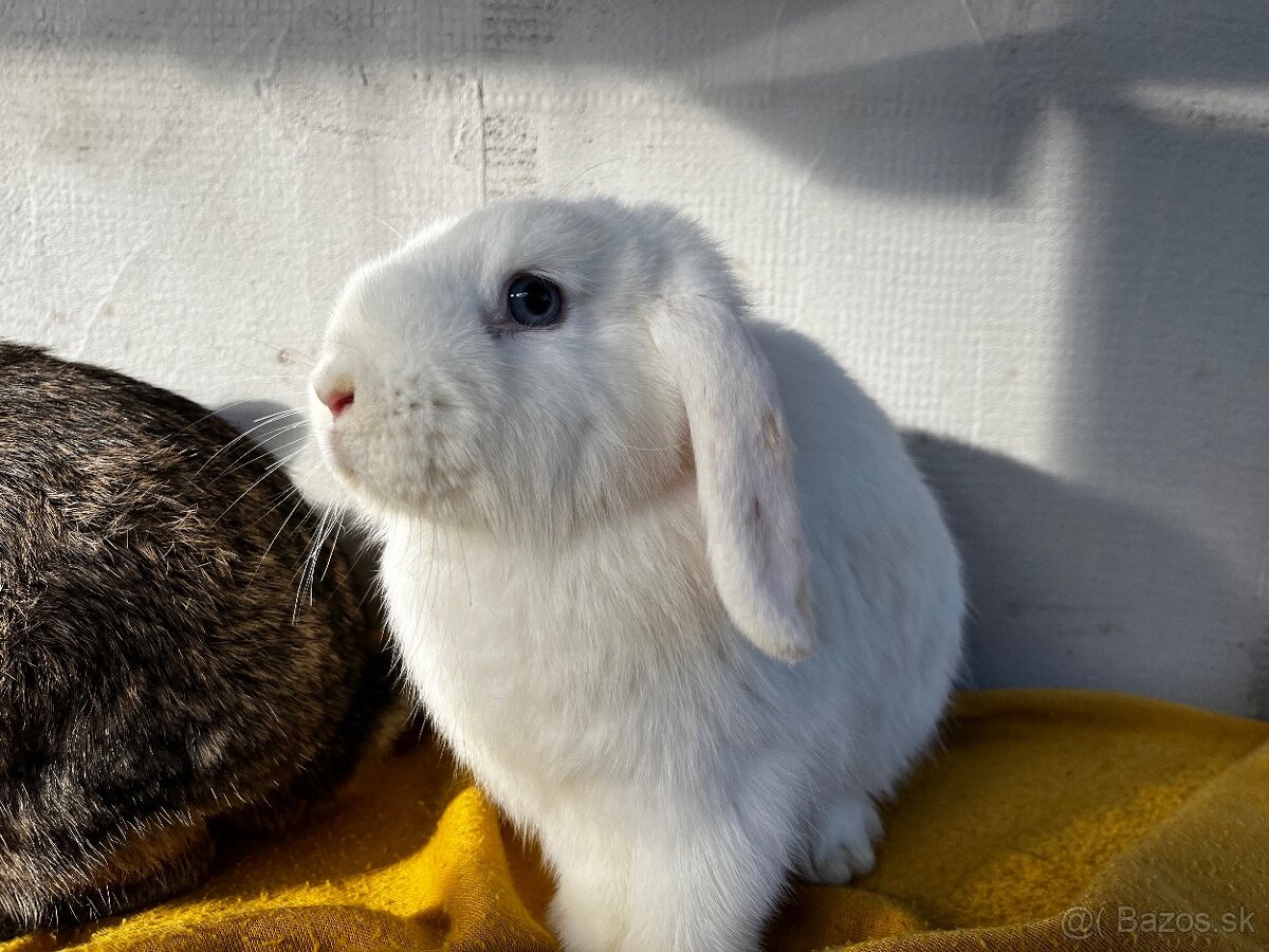 Predám zakrslých barančekov - 3