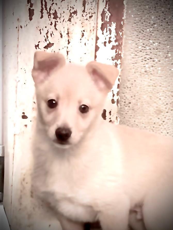 Taliansky chrtik x civava - 3