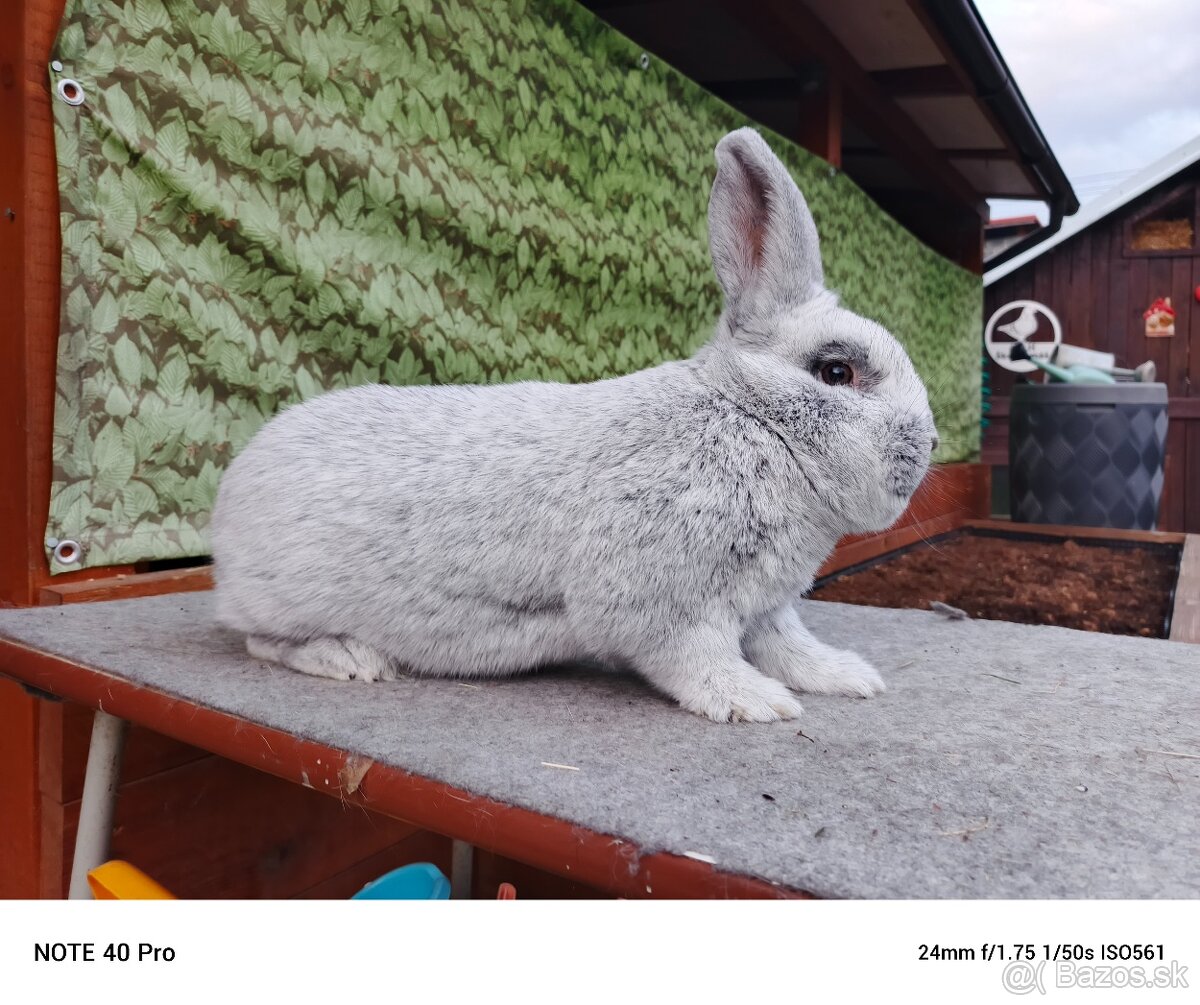 Veľký svetlý strieborný - 3