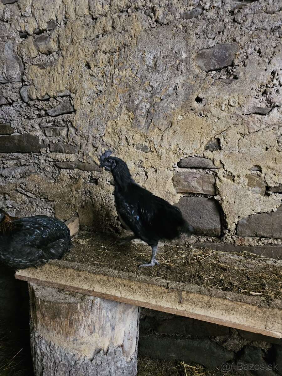 Kohutik Ayam cemani - 3