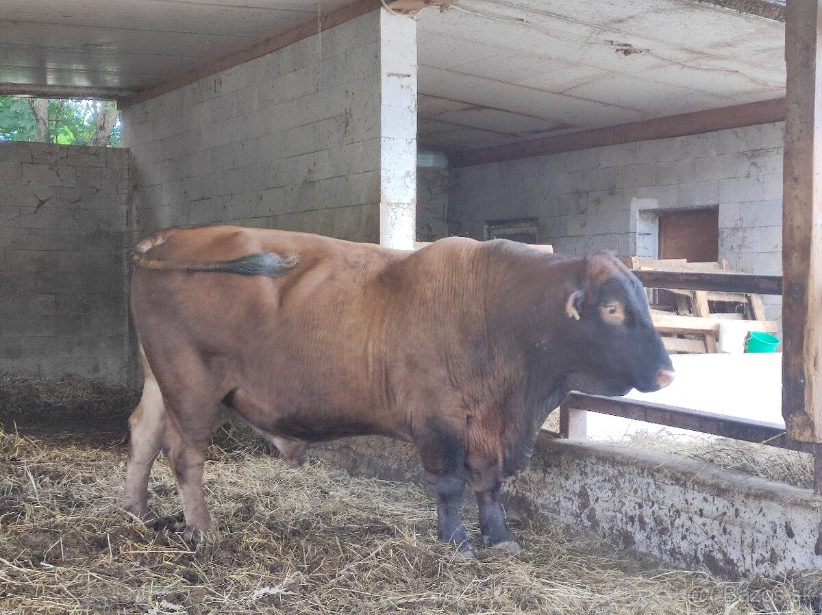 Plemenný býk Aberdeen Angus - 3