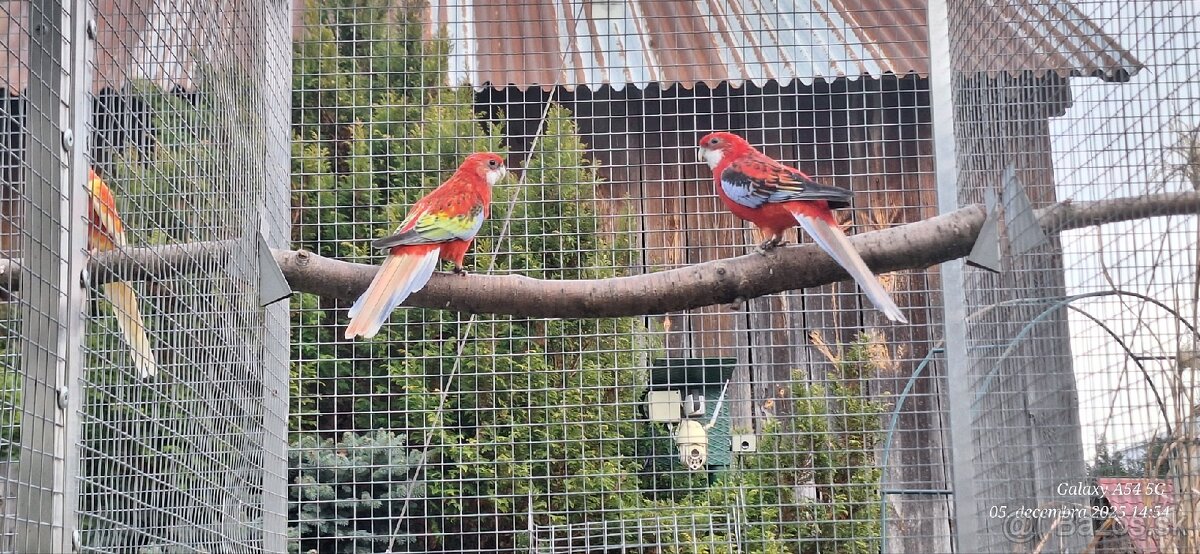 Rozela goldmantel opalin. - 3