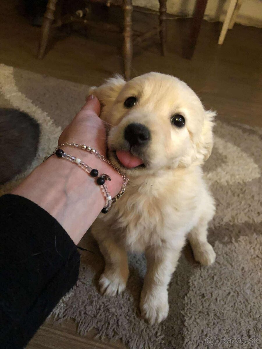 Darujem šteniatka - 3