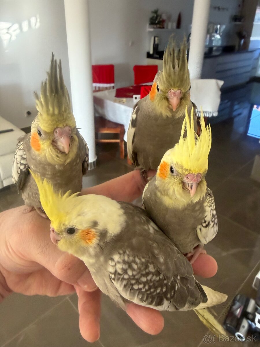 Korely ručne dokrmena Krotká - 3