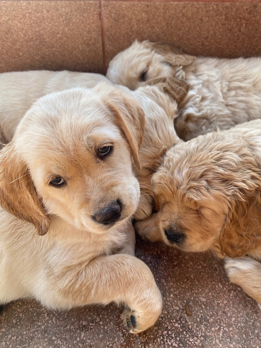 Zlatý retriever šteniatka - 3