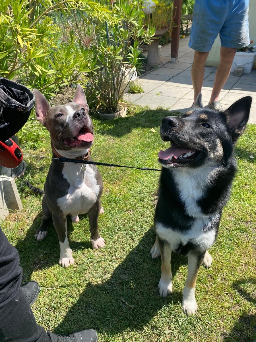 Darujeme fenku do dobrých rúk 🐾 - 3