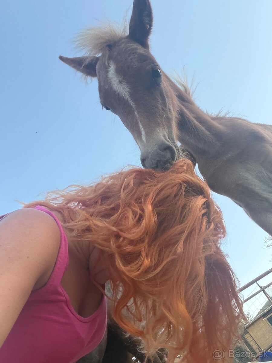 Pony kobylka zo žriebatom - 3